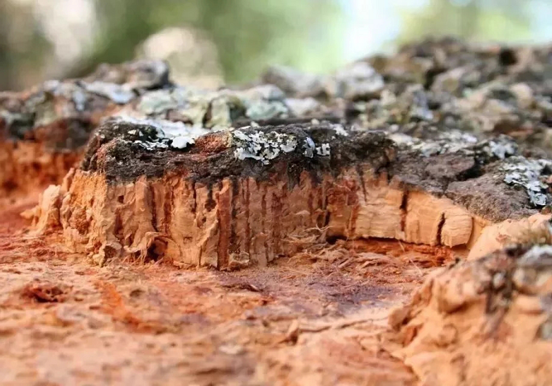 软木，源于自然的环保地板 图片5