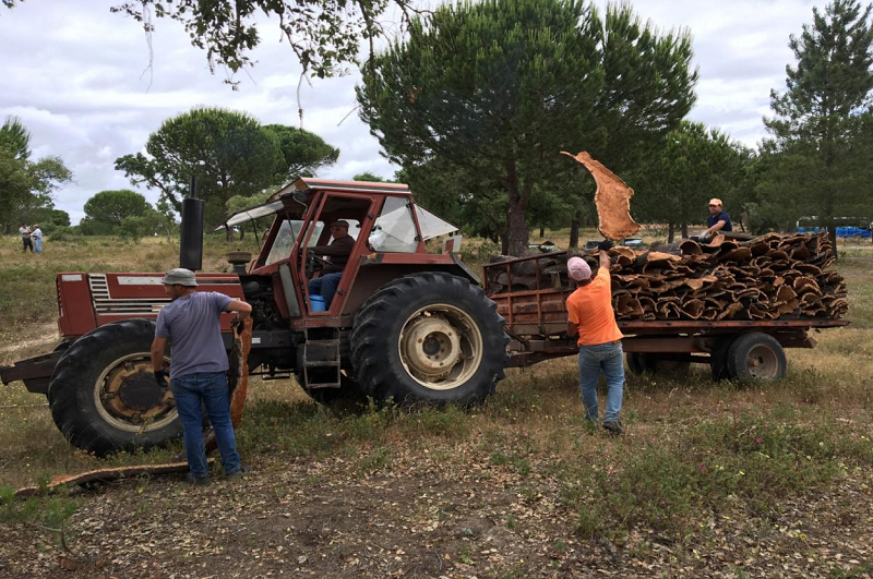 溯源软木，环保地板的诞生 图片12