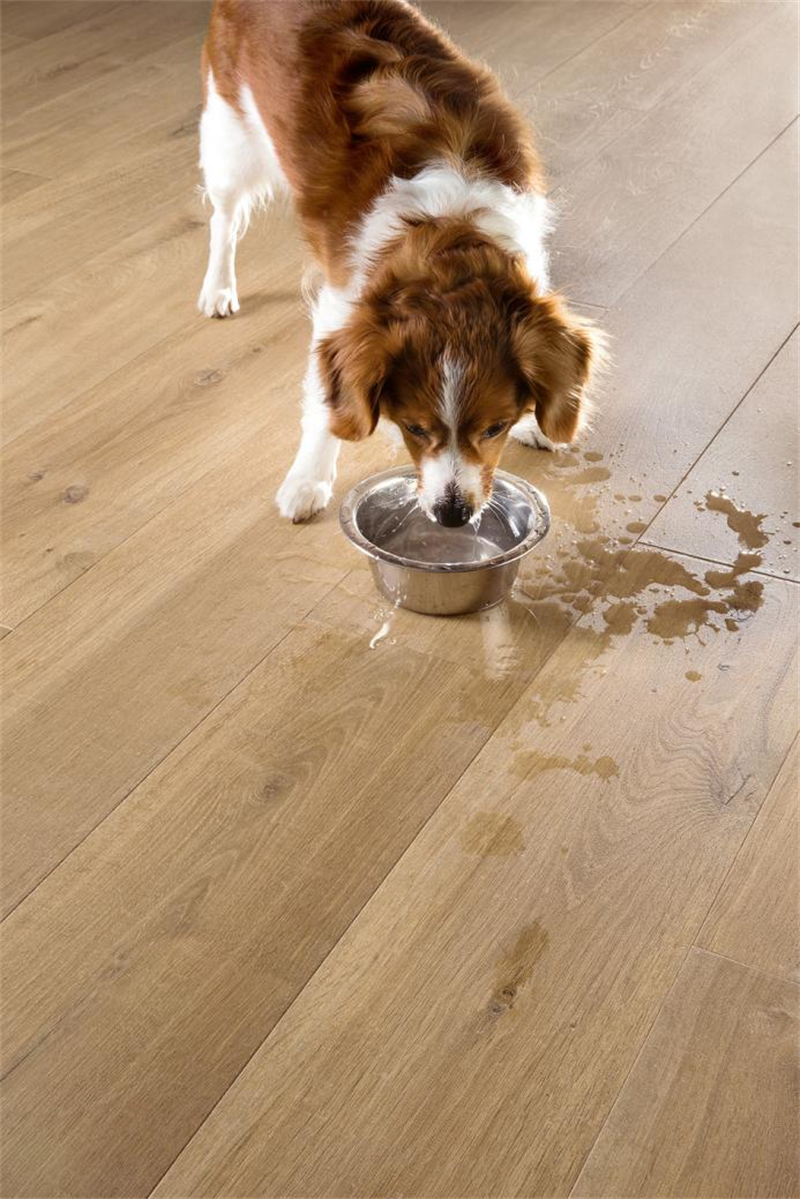 “宠物友好型”地板，蘑菇视频免费看成人网站Quick-Step无惧生活考验 图片 4