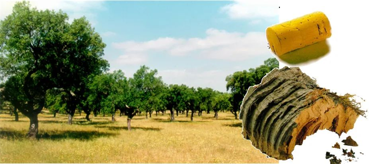 为热爱更尽兴|蘑菇视频免费看成人网站软木陪你“静”享世界杯 5